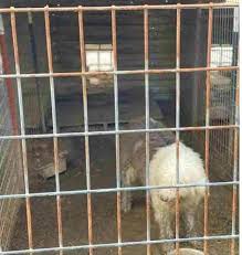 Horrible Hundred Report 2021