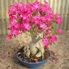 Image result for Adenium
