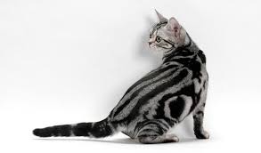 American Shorthair Black And White Cat Breeds American Shorthair Cat Breed Information American Shorthair Cat American Shorthair Cat Breeder