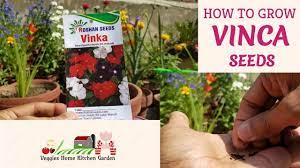 How To Grow Vinca Seeds At Asim Garden With Tips F1 Sadabahar Ke Seeds Seeds Growing Seeds Flower Seeds