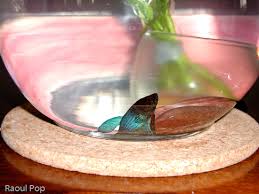 Being a betta fish owner can be hard, and truthfully, i've found it to be even more difficult than being a cat owner at times. The Underrated Betta Fish Raoul Pop