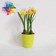 Maybe you would like to learn more about one of these? Jual Pajangan Vas Bunga Meja Bunga Plastik Dekorasi Unik Cantik Vb24 Kuning Kab Sukoharjo Prime Love Tokopedia