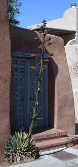 They can really brighten up your view, not just for one season, but for many years to come. Century Plant In Old Town Albuquerque Legends State That This Plant Only Blooms Once Every 100 Years New Mexico Homes Mexico Art Design Land Of Enchantment