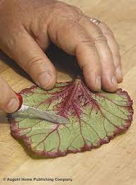 How To Propagate Rex Begonias From Leaf Cuttings Plant Cuttings Propagating Plants Begonia