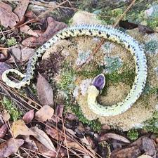 Hog Nosed Snake Non Venomous Will Play Dead If It Feels Threatened Hognose Snake Snake Hog