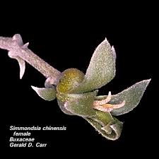 Image result for Buxaceae