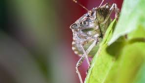 Don T Swat That Hard Shelled Stink Bug First Is It The Beneficial Or Invasive Type Stink Bugs Brown Marmorated Stink Bug Bloom Where You Are Planted