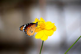 We did not find results for: Butterfly Flowers Nature Free Photo On Pixabay