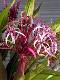 Pin On Tropical Caribbean Flowers Plants Flora