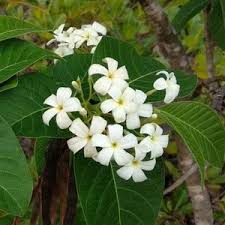 Image result for Holarrhena pubescens
