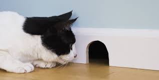 The best flea treatments for cats include flea and tick preventative products like frontline and advantage. How To Get Rid Of Mice In The House Fast Best Way To Get Rid Of Mice