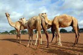 Find the best hiking trails in saudi arabia. Avian Flu Diary Hajj Camel Sacrifice Prohibited To Help Prevent Mers