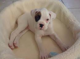 Movies For The Weekend Play The Film Game Boxer Dogs White Boxer Dogs White Boxer Puppies
