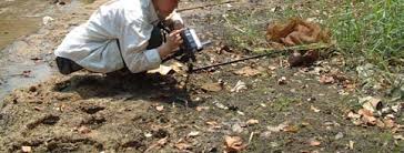 Image result for Emilia pseudactis