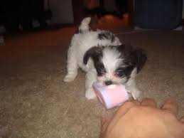 Black And White Maltese Chihuahua Mix Maltese Chihuahua Dachshund Mix Dachshund Mix Maltese Mix Dogs And Puppies