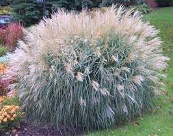 Miscanthus Sinensis Adagio Dwarf Maiden Grass Grow In Full Sun Slightly Smaller Than Regular Ornamental Grasses Grasses Landscaping Landscaping On A Hill