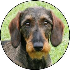 Image result for jezevčík drsnosrstý