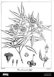 Image result for Marsilea coromandelina