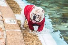 Dog Splash at Liberty Bell Pool