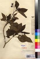 Image result for Psychotria kirkii