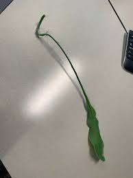 You can propagate the plant using both its stems and its leaves. Proplifted A Queen Of The Night Cactus Cutting From My University Should I Let The Roots Develop More In Water Or Just Plant Her Proplifting