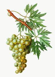 Vintage Grape Vine Branch Transparent Png Free Image By Rawpixel Com Grapes Green Grapes Grape Vines