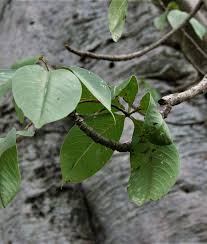 Image result for Chassalia umbraticola