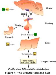 all about growth hormone precision nutrition