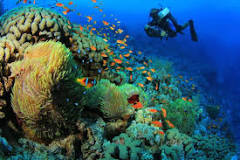 Image result for who marsa alam padi course name