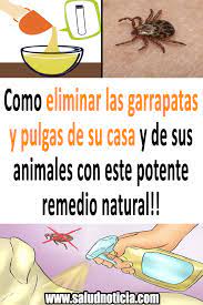 Como eliminar las pulgas de la casa. Como Eliminar Las Garrapatas Y Pulgas De Su Casa Y De Sus Animales Con Este Potente Remedio Natural Como Eliminar Garrapatas Garrapatas Eliminar Garrapatas