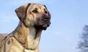 May 29, 2020 · 2. Anatolian Shepherd Breed Information