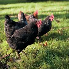 Why do chickens stop laying in the winter? Top 10 Chicken Breeds For Kids Chicken Breeds Chickens Backyard Egg Laying Chickens