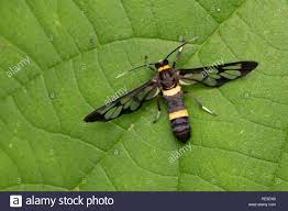 Download This Stock Image Syntominae Sp A Ceryx Clear Wing Moth Which Is Belived To Mic A Wasp For Protection Pe5exb From Alamy S Stock Photos Moth Wasp