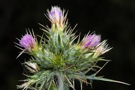 Image result for Carduus