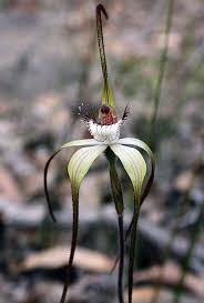 Check spelling or type a new query. Spider Orchid Unusual Flowers Rare Orchids Strange Flowers