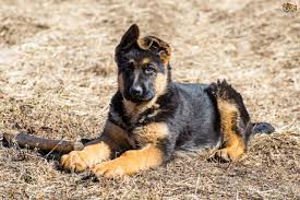 Now taking deposits for akc registered white german shepherds. German Shepherd Dog Breed Facts Highlights Buying Advice Pets4homes