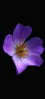 Check spelling or type a new query. Best Macro Iphone X Wallpapers Free Hd