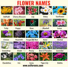 Flower Names List Of Popular Names Of Flowers With The Pictures Esl Forums Flower Names Spring Flowers Names Types Of Flowers