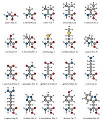 Amino Acids The Building Blocks Of Proteins Biology101 Free Study Guides Science Biology Biochemistry Amino Acids