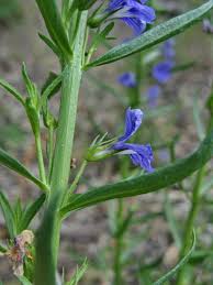 Image result for Stemodiopsis rivae