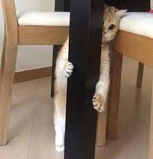 eu me escondendo nas arvores do free fire キュートな猫 かわいいペット かわいい猫