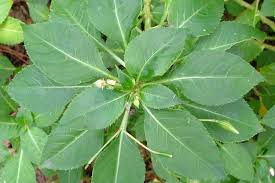 Image result for Impatiens wallerana