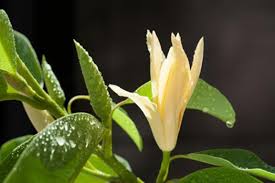 Maybe you would like to learn more about one of these? Enam Manfaat Rebusan Bunga Kantil Untuk Kesehatan Pidjar Com