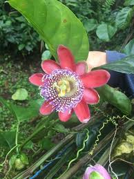 Image result for Passiflora quadrangularis