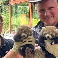 Tierpark Görlitz hat Panda-Nachwuchs
