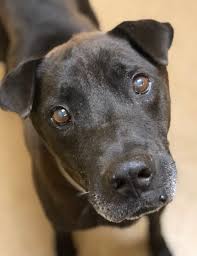 Maybe you would like to learn more about one of these? Hurricane Florence Sends Dogs In Need Of Homes To Monmouth County Spca