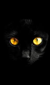 Max Beautiful Black Cat And Amazing Yellow Eyes Intrasting Black Background Cat Wallpaper Cat Background Cute Cat Wallpaper Find images of yellow cat. cat wallpaper cat background