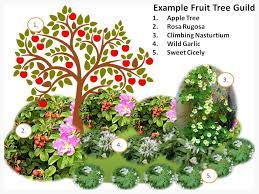 Check spelling or type a new query. Fruit Tree Guilds Forest Of Hearts