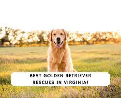 The grca provides puppy referral as a convenience to puppy buyers to find out about breeders who are grca members and their litters. 3 Best Golden Retriever Rescues In Virginia 2021 We Love Doodles