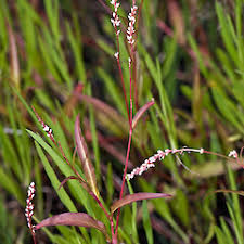 Image result for Persicaria decipiens